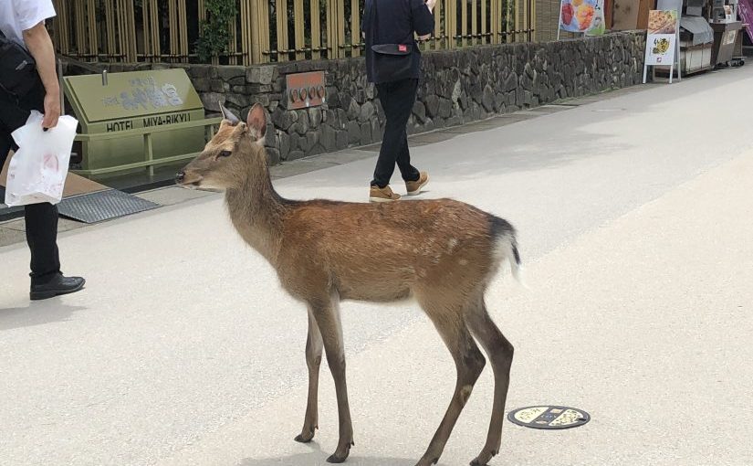 A lot of deer ins Miyajima island
